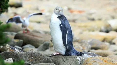 Yellow-eyed Penguin Vídeos de archivo 11023202