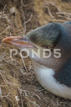 Yellow Eyed Penguin (Megadyptes Antipodes) Or Hoiho at Katiki Point Wildli.. Stock Photos