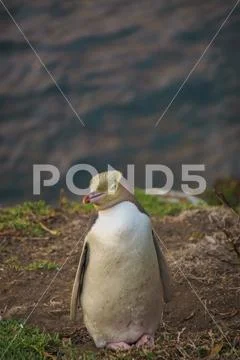 Yellow Eyed Penguin (Megadyptes Antipodes) Or Hoiho at Katiki Point Wildli.. Stock Photos