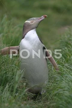 Yellow Eyed Penguin Stock Photos