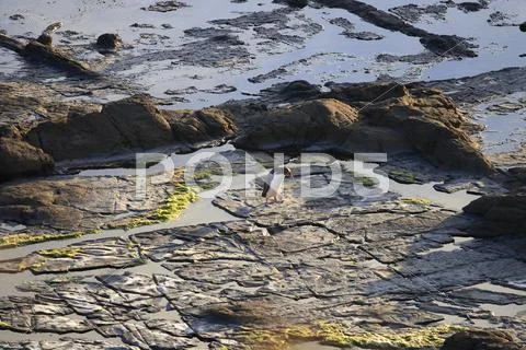 Yellow eyed penguin on rocks Stock Photos