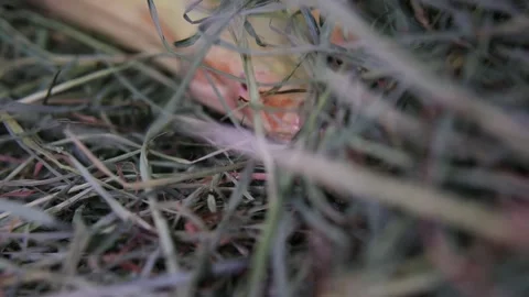 Yellow Eyelash Viper or Bothriechis schlegelii Stock Footage 279730228