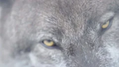 black wolf yellow eyes