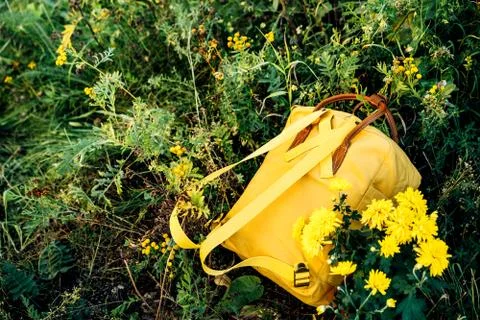 Yellow fabric backpack lying in the grass with yellow autumn flowers Photos