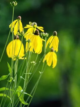 Yellow faced flower Stock Photos