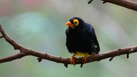 Yellow-faced myna Stock Footage 150537498