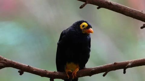 Yellow-faced myna Stock Footage 150537543