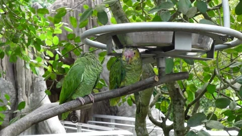 Yellow-faced parrot amazon green yellow parrot Stock Footage 295037312