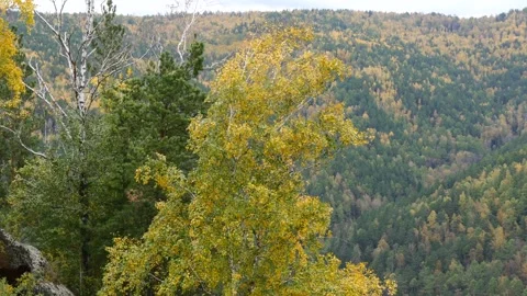 Yellow fall birches on a hillside against a backdrop of wooded mountains. Stock Footage 310491936