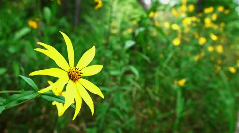 Yellow Fall Flower Gently Blowing in the Breeze Stock Footage 54705035