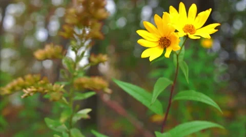 Yellow Fall Flowers blowing in the wind Video stock 56433260