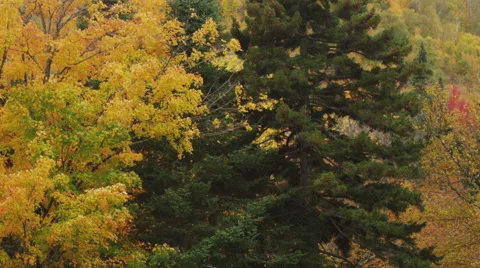 Yellow Fall foliage and an evergreen tree swaying in the breeze. Stock Footage 47569401