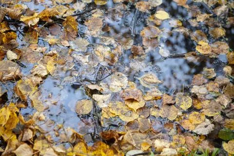 Yellow fall foliage floating on the surface of the water, autumn time Stock Photos