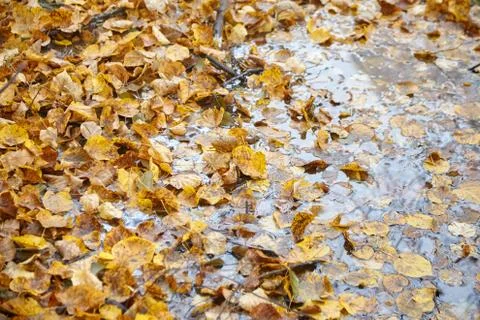 Yellow fall foliage floating on the surface of the water, autumn time Stock Photos