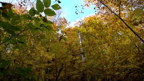 Yellow fall foliage 動画素材 118462909