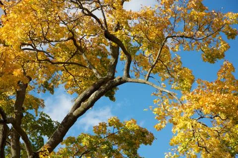 Yellow Fall Foliage Stock Photos
