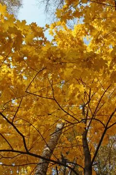 Yellow fall foliage Stock Photos