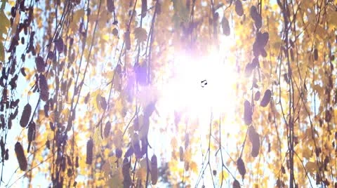 Yellow fall hanging leaves Stock Footage 8927479