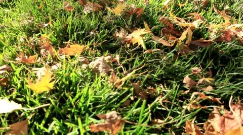 Yellow fall hanging leaves Stock Footage 8927491