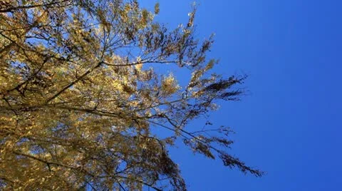 Yellow fall hanging leaves Stock Footage 8927507