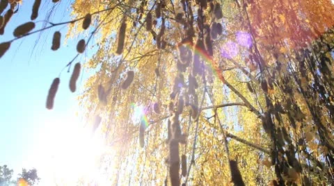 Yellow fall hanging leaves Stock Footage 8927519