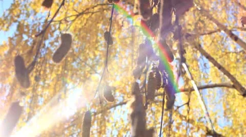 Yellow fall hanging leaves Stock Footage 8927541