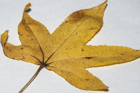Yellow fall leaf against a white background. Stock Photos