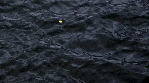 Yellow fall leaf drifting on deep blue river surface Stock Footage 319744173