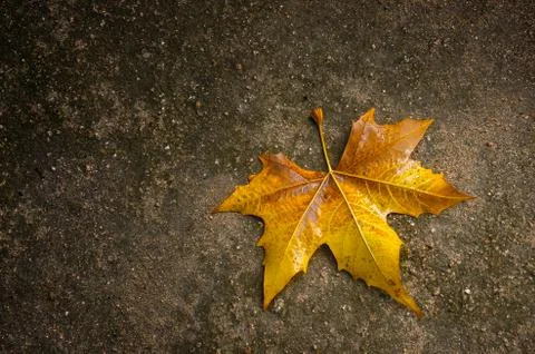 Yellow Fall Leaf Stock Photos