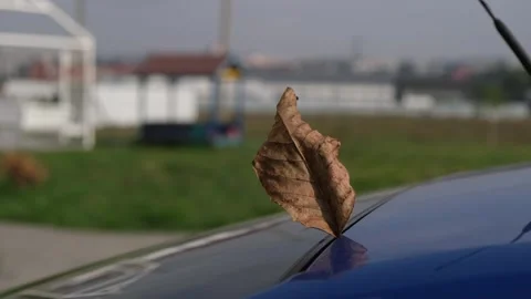 A yellow fall leaf is stuck on the back window of the car and swaying Stock Footage 274063869