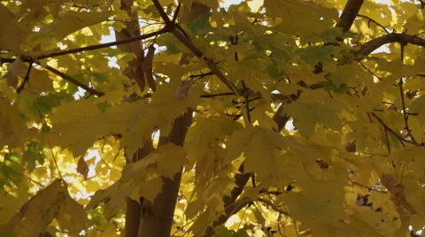 Yellow fall leafs blowing in the wind Stock Footage 52499677