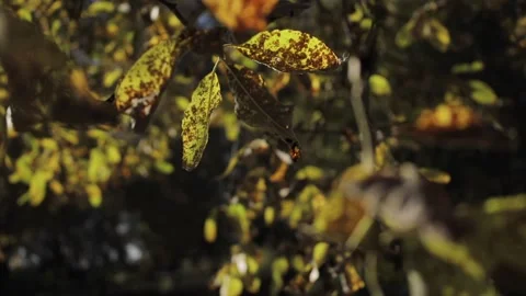 Yellow Fall Leafs Blowing In The Wind Stock Footage 165222098