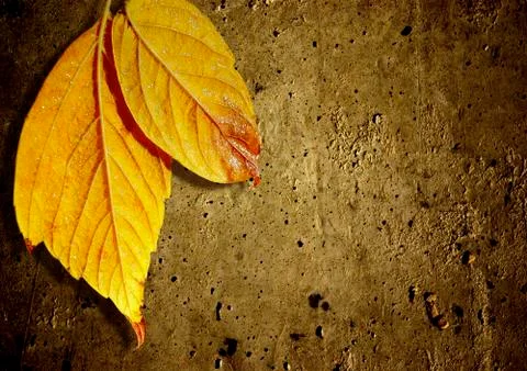 Yellow fall leafs Stock Photos