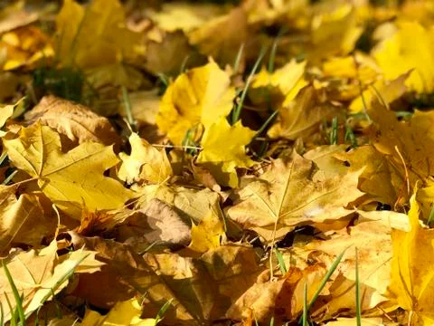 Yellow fall leaves background Foto stock