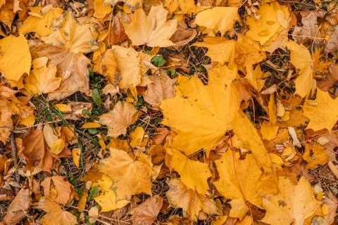 Yellow fall leaves background Stock Photos