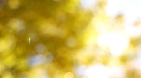 Yellow Fall Leaves on Beech Trees Out of Focus Bokeh Background in Autumn Season Stock Footage 31583579