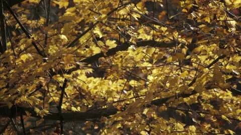 Yellow Fall Leaves Blowing in the Wind Stock Footage 12719098