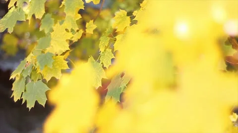 Yellow fall leaves blowing in the wind Stock Footage 37126928