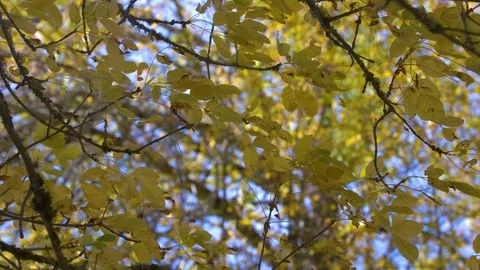 Yellow Fall Leaves Blowing in the Wind Stock Footage 97726900
