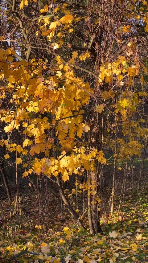 Yellow fall leaves dropping from a shrub Stock Footage 264155418