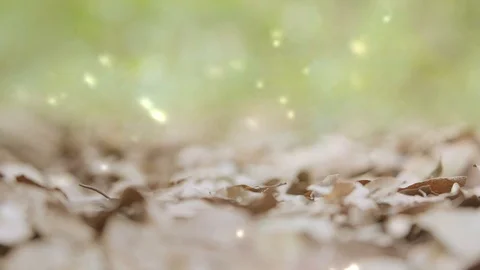 Yellow fall leaves falling down at colorful autumn Stock Footage 121055203