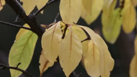 Yellow fall leaves Stock Footage 8991090