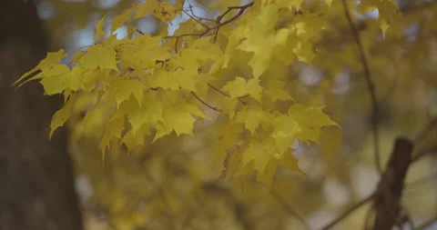 Yellow Fall Leaves Stock Footage 142253474