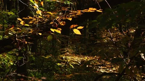 Yellow Fall Leaves in the forest (LP-Voorhees-074) Video stock 8929796