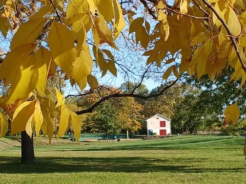 Yellow Fall Leaves Frame a Distant Small Building Across a Lawn in a Park Fotos de archivo