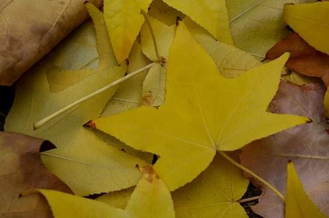 Yellow Fall Leaves Macro Background Image Stock Photos