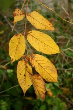 Yellow fall leaves Stock Photos