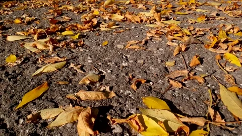 Yellow fall leaves on the road. Fallen leaves, an autumn sunny day. Stock Footage 287481611