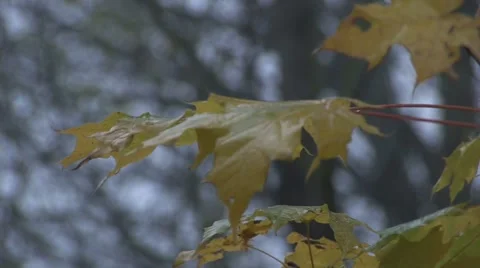 Yellow fall leaves on a tree branch Stock Footage 939094