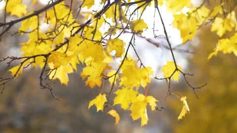 Yellow Fall Leaves on Tree branch Vídeos de archivo 81429151